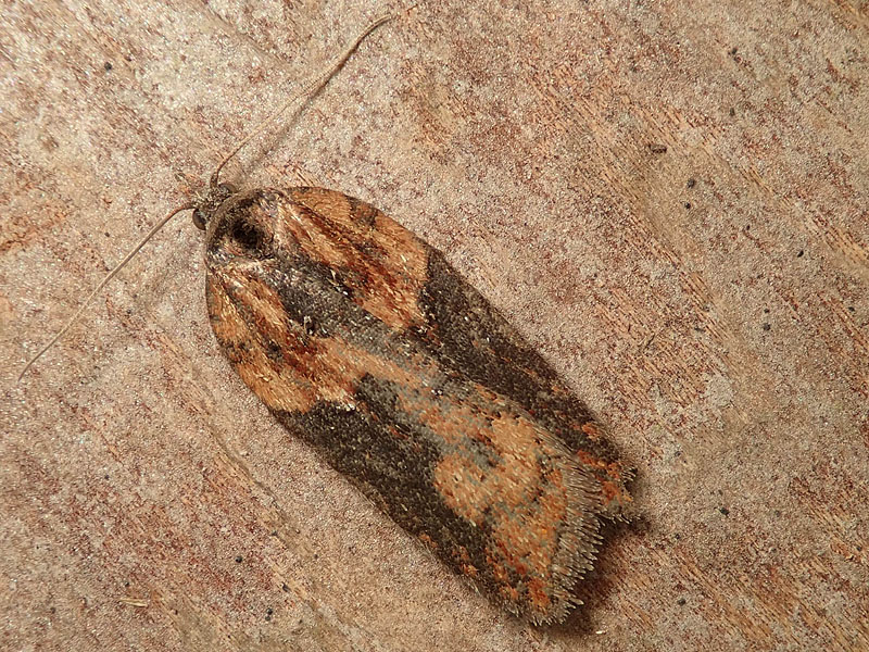 Tortricidae: Acleris hastiana